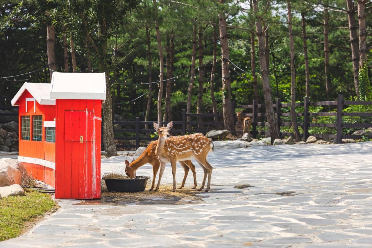 Kensington Resort Seorak Valley Sokcho Zewnętrze zdjęcie